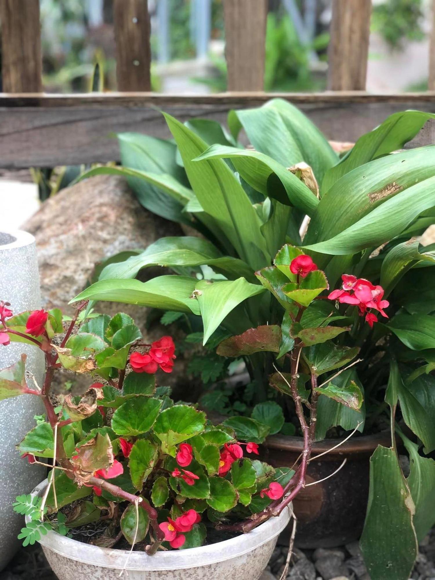 Tran Gia Homestay Nghia Lo Eksteriør bilde